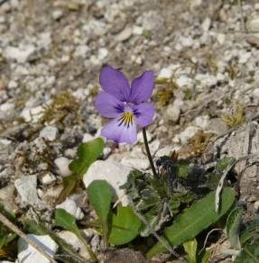 Protection européenne de la biodiversité : une dynamique à...