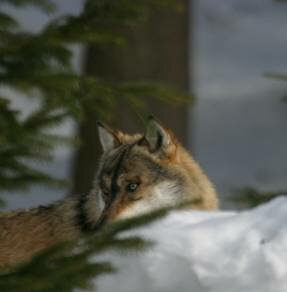 Les Français disent non à la destruction de 6 loups...