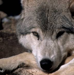 Tir de deux loups supplémentaires : FNE et la LPO saisissent le...