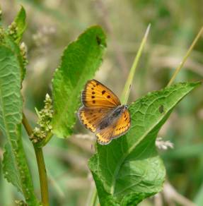 Directive « Habitats-Faune-Flore » : 25 ans d'actions pour...