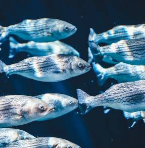 Arrêter le déclin de l’aquaculture française grâce à un modèle...