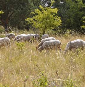 Restaurer des espaces naturels : l'exemple de deux sites...