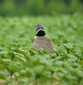 Protection des oiseaux de plaine : les premiers succès du site...